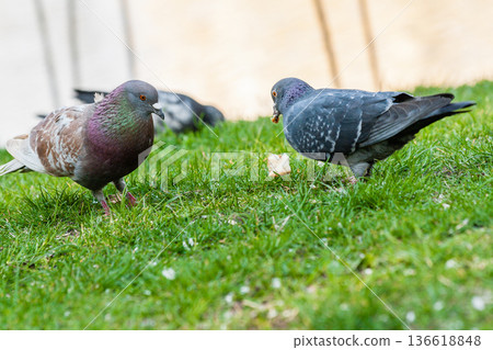 Pigeons walk on the grass 136618848