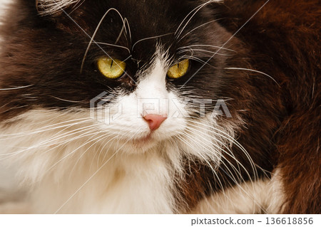 Beautiful cat with green eyes 136618856