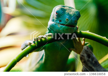 lizard 136618858