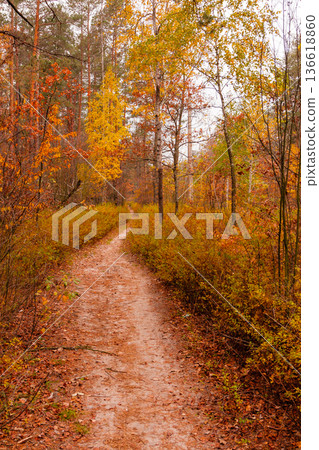 autumn beautiful forest with a path covered with leafs autumn beautiful forest with a path covered with leafs 136618860