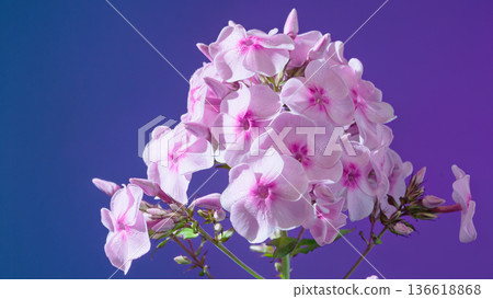 Exotic purple flower ensemble. Luxurious pink orchids with glossy petals on vibrant violet backdrop 136618868