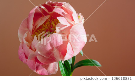 Extravagant peony presentation highlighting richness and softness for cosmetic branding visuals Extravagant peony presentation highlighting richness and softness for cosmetic branding visuals 136618881
