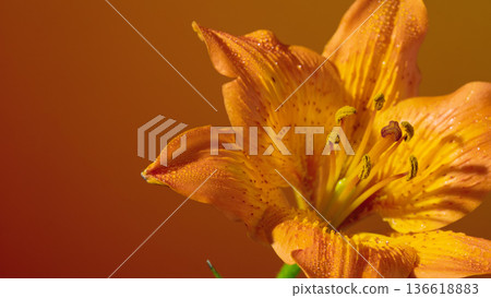 Warmly lit orange lily displaying intricate pollen grains against subtly textured glowing backdrop 136618883