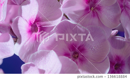 Pink floral scene. Closeup of soft pink phlox with dew and velvet petals over soothing blue background Pink floral scene. Closeup of soft pink phlox with dew and velvet petals over soothing blue background 136618884