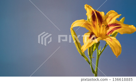 Solitary daylily rises on slender stalk showcasing intricate vein patterns and sculptural shape Solitary daylily rises on slender stalk showcasing intricate vein patterns and sculptural shape 136618885