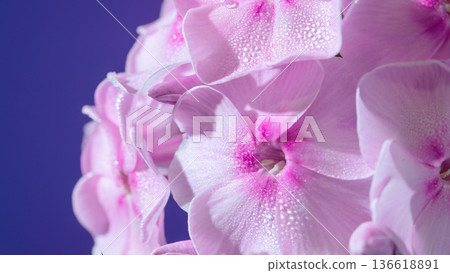 Sumptuous velvety flower pair presented with gentle floral grace on contrasting dark background Sumptuous velvety flower pair presented with gentle floral grace on contrasting dark background 136618891