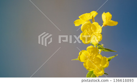 Energetic combination of fragrant herbs complemented by dewtouched primrose against blue background 136618893