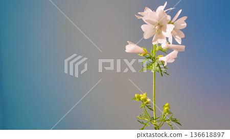 Refined natural scene featuring slender stemmed bellflower bathed in soft light for ecofriendly branding Refined natural scene featuring slender stemmed bellflower bathed in soft light for ecofriendly branding 136618897