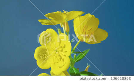 Bright floral scene. Vivid yellow wildflower group with dew drops on petals against warm blue backdrop Bright floral scene. Vivid yellow wildflower group with dew drops on petals against warm blue backdrop 136618898