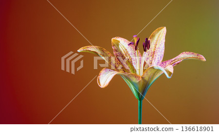 Brightly lit speckled lily photograph. Vivid studio image showcasing speckled lily with curved petals 136618901