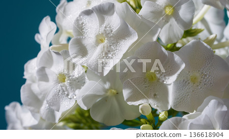 Cluster of small blue flowers. Delicate white blossoms grouped on colored background with dew 136618904