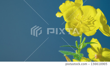 Bright flower with detailed veins. Yellow blooming flower with sharp edges and textured veins Bright flower with detailed veins. Yellow blooming flower with sharp edges and textured veins 136618905