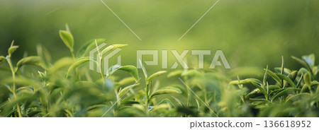 Banner Green tea tree leaves field young tender bud herbal Green tea tree in camellia sinensis organic farm. Panorama Fresh Tree tea leaf plant green nature in herbal farm background with Copy Space Banner Green tea tree leaves field young tender bud herbal Green tea tree in camellia sinensis organic farm. Panorama Fresh Tree tea leaf plant green nature in herbal farm background with Copy Space 136618952