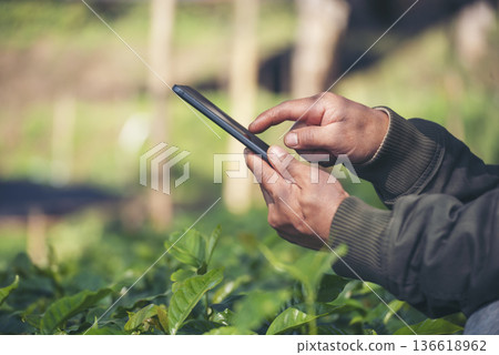 Smart farmer holding smartphone in eco green farm sustainable quality control. Close up Hand control planting tree. Farmer hands cultivated fresh garden in eco biotechnology. Farmland technology 136618962