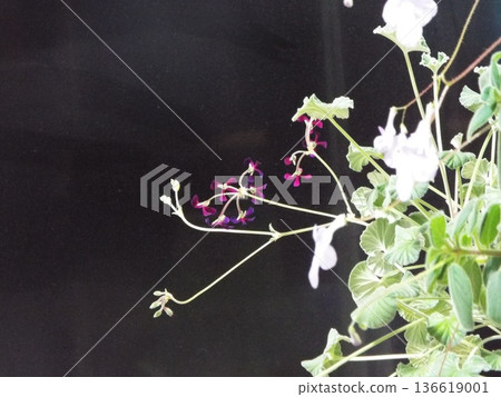 用鮮花的背景 用鮮花的背景 136619001