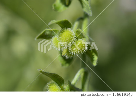 Cretan Blue hounds tongue Cretan Blue hounds tongue 136619143