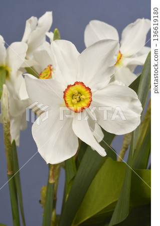 Poets daffodil Poets daffodil 136619180