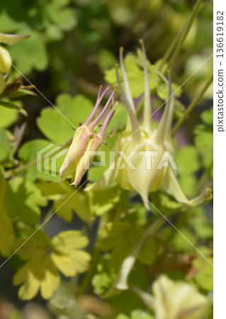 Columbine Spring Yellow Columbine Spring Yellow 136619182