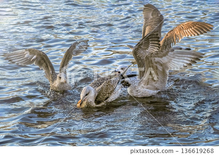 Seagulls are fighting for a piece of bread. Seagulls are fighting for a piece of bread. 136619268
