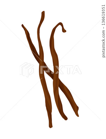 Vanilla pods or stick. Realistic vector design isolated element. Nature spice with drops 136619351