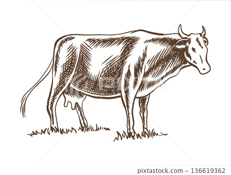 Cows grazing on meadow. Hand drawn vector illustration. Rural village vintage sketch 136619362