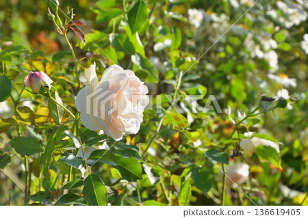 Roses blooming in the gardens of the Palais Royal, photographed on October 12, 2025 136619405
