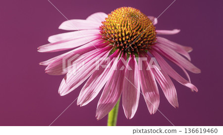 Portrayal of pale pink echinacea evokes serenity and gentle healing atmosphere in branding 136619460