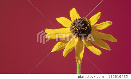 Bright Rudbeckia on red background. Bold studio shot of flower against dramatic colored backdrop Bright Rudbeckia on red background. Bold studio shot of flower against dramatic colored backdrop 136619485