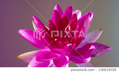 Luxury branding using waterlily. Vivid waterlily motif emphasizes elegance in skin care brands 136619509