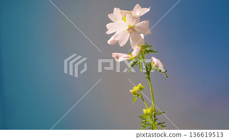 Solitary white bloom in gentle sunlight. Undisturbed wildflower standing tall beneath bright blue sky 136619513