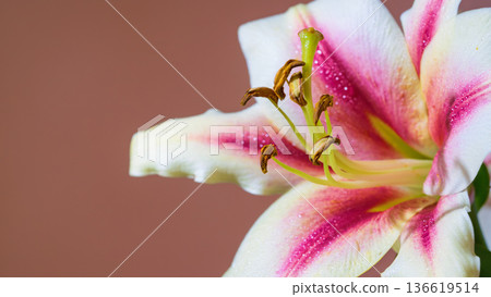Educational and artistic representation showcasing lily stamen and pollen details in closeup 136619514