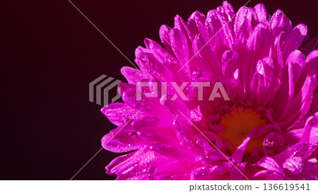 Detailed portrayal of magenta chrysanthemum with shadowed backdrop and refined editorial styling 136619541
