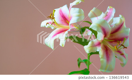Elegant lilies with flowing stems. Side view of soft peach background floral bouquet with flowing petals Elegant lilies with flowing stems. Side view of soft peach background floral bouquet with flowing petals 136619543