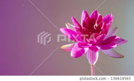 Pure pink lotus image on smooth gradient backdrop suitable for branding and editorial designs Pure pink lotus image on smooth gradient backdrop suitable for branding and editorial designs 136619565