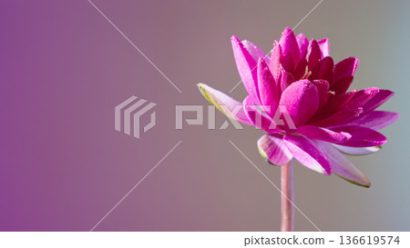 Delicate magenta waterlily detail. Close view of tender magenta waterlily with detailed petals Delicate magenta waterlily detail. Close view of tender magenta waterlily with detailed petals 136619574