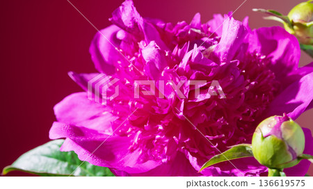 Energetic and vibrant fuchsia peony highlighting detailed petals and rich coloration for branding 136619575