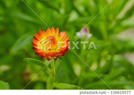 Helichrysum bract flower or helichrysum or cumin close-up 136619577