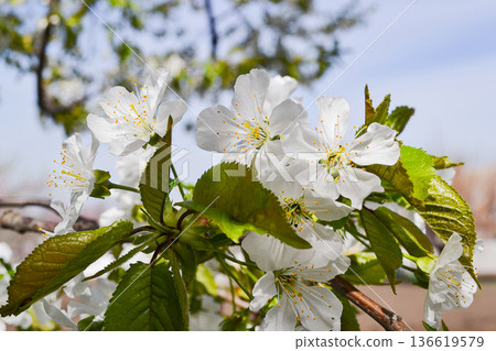 White cherry or sweet cherry blossoms in spring 136619579