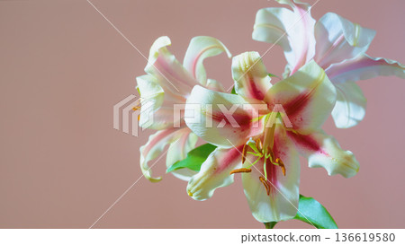 Romantic still life featuring single pastel lily with pink stripes and gentle studio illumination Romantic still life featuring single pastel lily with pink stripes and gentle studio illumination 136619580