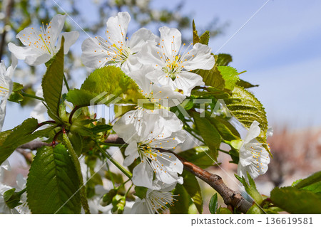 White cherry blossoms on blue sky background 136619581