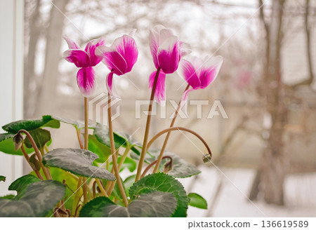 Pink flowers of cyclamen or alpine violet on the windowsill Pink flowers of cyclamen or alpine violet on the windowsill 136619589