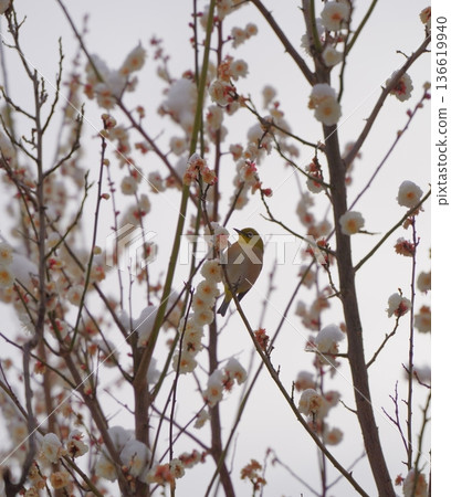 Snow-covered plum blossoms and Japanese white-eyes in the plum grove at Okurayama Park 136619940