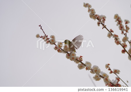 Snow-covered plum blossoms and Japanese white-eyes in the plum grove at Okurayama Park 136619941