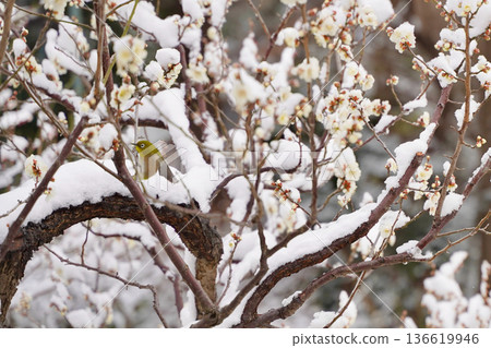 Snow-covered plum blossoms and Japanese white-eyes in the plum grove at Okurayama Park 136619946