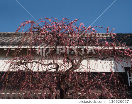 藍天、瓦牆和粉紅色的梅樹（高知城梅台上的垂枝梅樹） 136620067