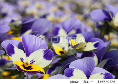Blue pansy flowers blooming in spring Blue pansy flowers blooming in spring 136620126