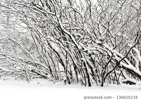 Winter in Denmark Winter in Denmark 136620238