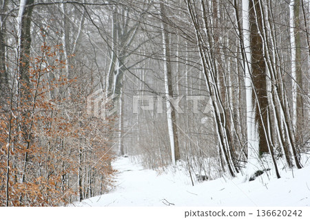 forest in winter forest in winter 136620242