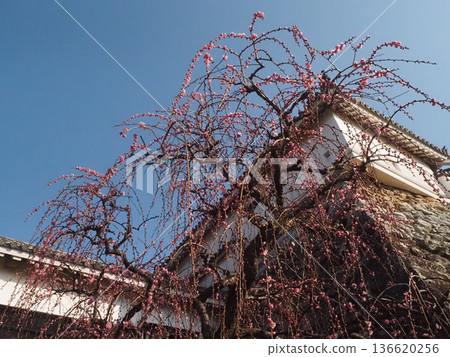 Blue sky and pink weeping plum blossoms (white walls, stone walls and weeping plum blossoms bathed in sunlight) Blue sky and pink weeping plum blossoms (white walls, stone walls and weeping plum blossoms bathed in sunlight) 136620256