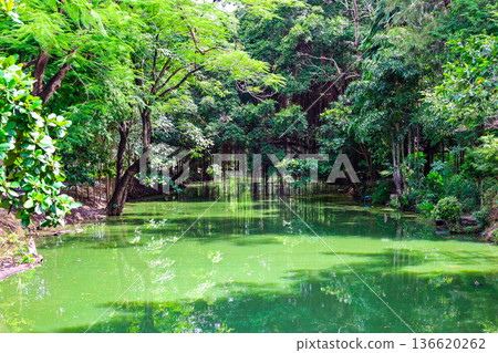 一條河流蜿蜒流經茂密的森林 一條河流蜿蜒流經茂密的森林 136620262